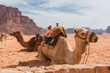 © Kike Arnaiz/Stocksy - Camels resting near high stone hills in desert and cloudy sky