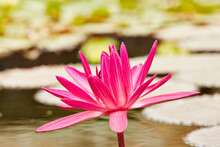 Pink Lotus Flower In Pond In Mexico