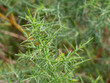 selective focus of common gorse, furze or whin (Ulex europaeus) with blurred background
