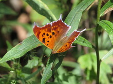 Question Mark Butterfly On Green Leaves In Summer Or Spring In Ohio Midwest. 