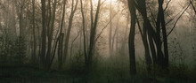 Fairy Morning Landscape With Misty Forest