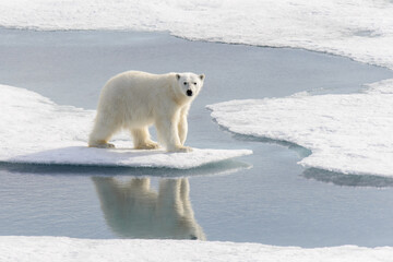 Polar bear (Ursus maritimus) on the pack  ice north of Spitsbergen Island, Svalbard with reflection