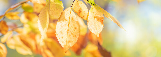Wall Mural - Beautiful panoramic autumn scenery with colorful leaves and bokeh background