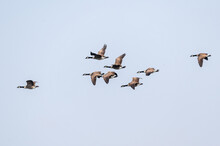 Canada Geese, Branta Canadensis, In Flight