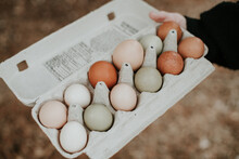 Colourful Eggs From Heirloom Chickens In An Egg Carton.