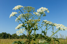 Hogweed. Flowering Plant Against The Blue Sky. Heracleum Sosnowskyi