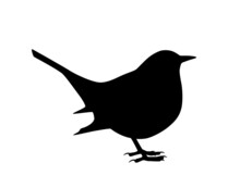 Bird (blackbird) Silhouette Isolated On White Background