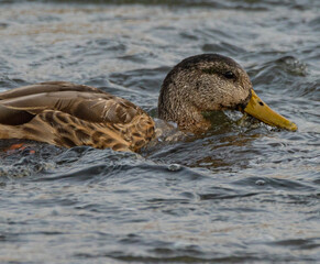 duck in water