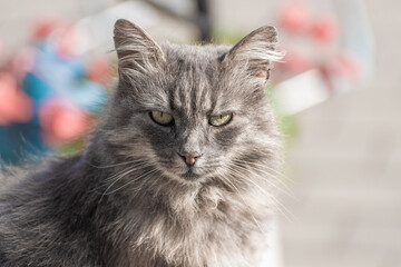 Wall Mural - Grey long haired cat looking into the camera..