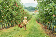 Happy Little Boy Is Going To Harvest Apples In Fruit Orchard, Holding, Basket, Healthy Organic Food For Children