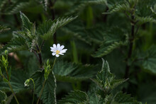 White Flower Amidst Nettles