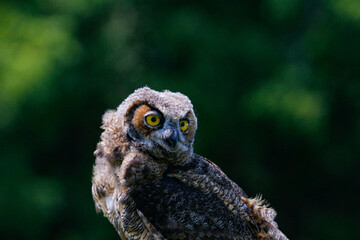 Poster - Closeup shot of a cute baby owl on a tree in the park