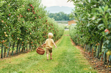 Happy little boy is going to harvest apples in fruit orchard, holding, basket, healthy organic food for children