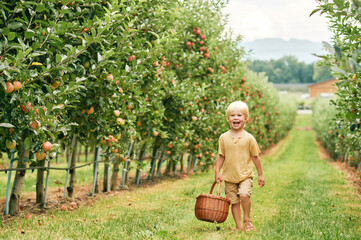 Happy little boy is going to harvest apples in fruit orchard, holding, basket, healthy organic food for children