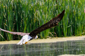 Poster - Closeup shot of a beautiful eagle flying near the lake