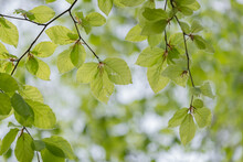 Spring Perfection: Young Leaves