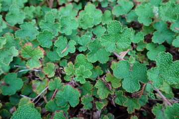 Wall Mural - Rubus calycinoides (Creeping raspberry). Evergreen groundcover, dense, and low mat.