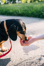 Dachshund Drinks Water From Female Hand In The Park
