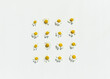 © Sophia Hsin/Stocksy - Neatly organized chamomile flowers