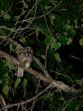 Fototapeta  - A long eared owl (Asio otus)