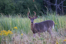 White-tailed Deer Male In Summer