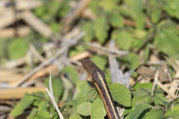 Poster - Closeup shot of a small snake near green leaves