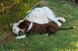 © Rowena Naylor/Stocksy - Two pet dogs playing together on grass