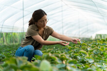 Asian Female Famer In Strawberry Greenhouse Farm