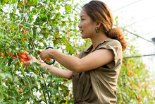 Asian Woman Picking Samll Tomato At Summer Farm