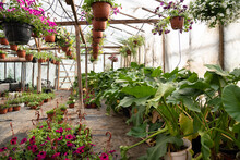 Spacious Greenhouse With Many Flowers