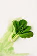 © Marc Tran/Stocksy - Bok Choy on white background with watercolor splash