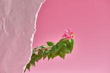 Pink Lesser Bougainvillea Blossom Flowers