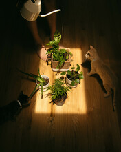 Animal Free Stock Photo - Public Domain Pictures