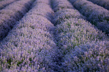 Lavender Field During Sunrise