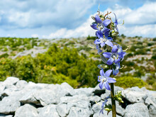 Blooming Tall Bellflower On A Sunny Day At The Island Of Hvar, Croatia.