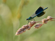 © Liam Grant/Stocksy - male damselfly perched on wild grass