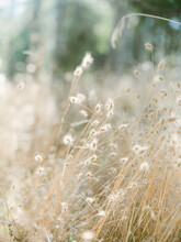 Tiny Dried Wispy Grass In Evening Sunlight