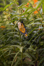 Monarch Butterfly Amongst Asclepias Speciosa Milkweed