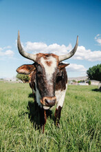 Horned Cow In Pasture
