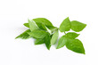 © ooddysmile - Sweet Basil, Thai Basil on white background. Ocimum basilicum Linn.