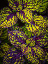 Close Up Of A Purple, Green And Yellow Coleus