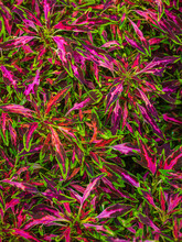Close Up Of A Purple, Pink, Red And Green Coleus