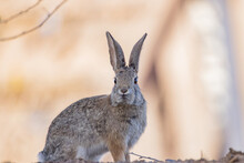 Close Up Shot Of A Cute Cottontail Rabbit
