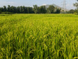 Rice farming in the village of Shamozai swat Pakistan