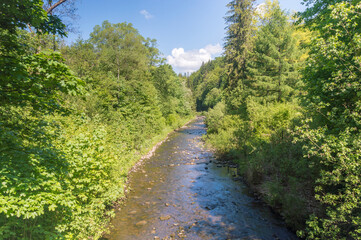 Poster - Beginning of vistula river between trees near Czernianskie lake at summer time in Wisla, Poland.