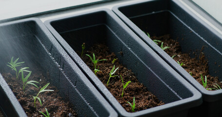 Poster - Water spray on small plant sprout in home garden