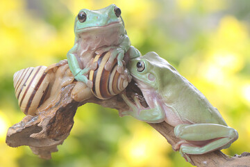 Wall Mural - Two dumpy tree frogs resting in the bushes. This green amphibian has the scientific name Litoria caerulea. 