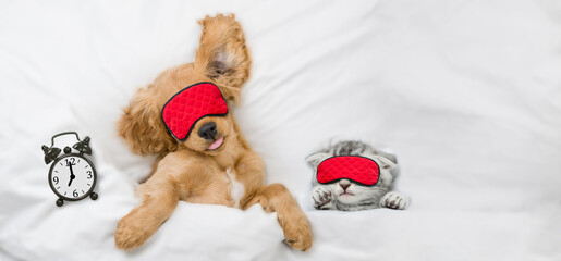 Poster - Cozy English Cocker Spaniel puppy and tiny kitten wearing sleeping masks sleep together near alarm clock on a bed at home. Top down view. Empty space for text