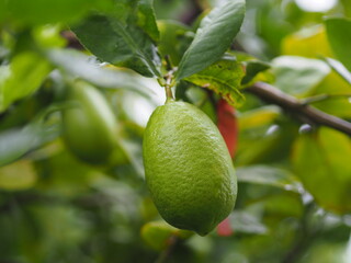 Lemon on the tree blurred of nature background, plant Sour taste fruit