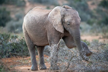 African Elephant Feeding On Thorny Acacia Branches